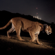 Photo taken by Steve Winter that was used as the cover of the December 2013 National Geographic issue.